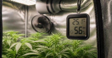 Hygrometer für die Growbox: Kaufratgeber und Tipps zur Luftfeuchtigkeit in der Growbox